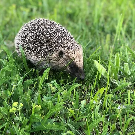 Magnifique Maison Pres Du Centre بيت للعطل *